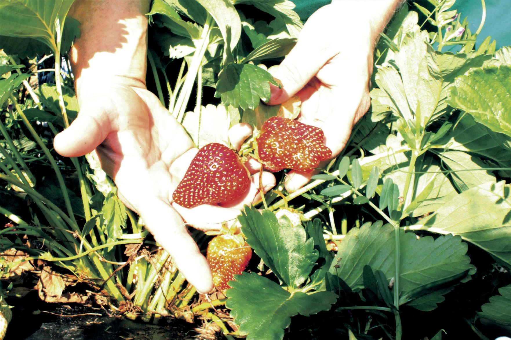 ADJ strawberries.tif